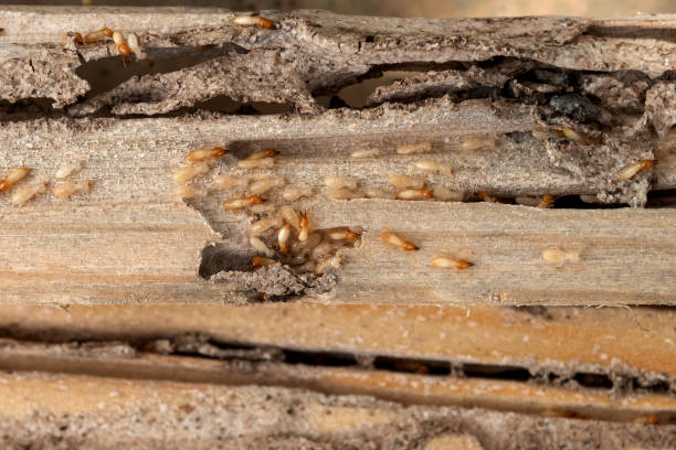 Trusted Julesburg, CO Pest Control Experts